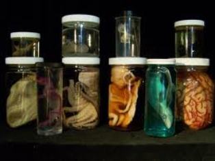 Specimen Jars